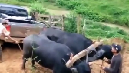 Funny Indian Fail _ Desi Epic Fails Video Compilation Full HD