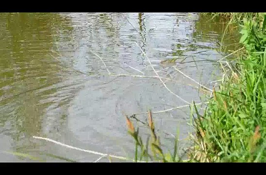 Frai des carpes dans l'étang de Foichot