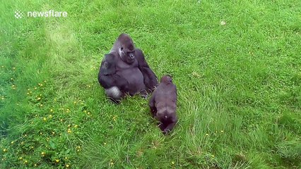 Cheeky baby gorilla trolls adult silverback
