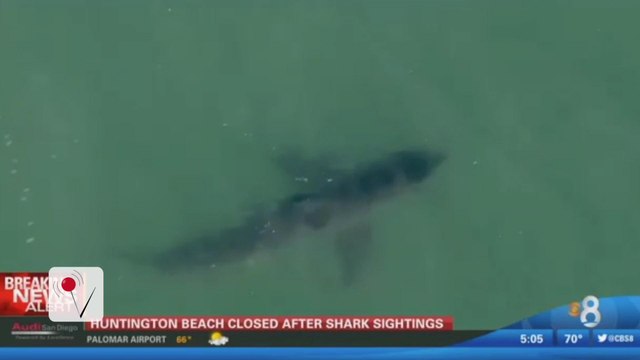 Multiple Shark Sightings in California Force Officials to Close Beaches