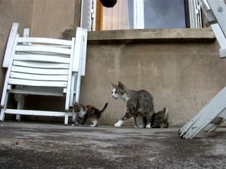 Chatons avec leur maman