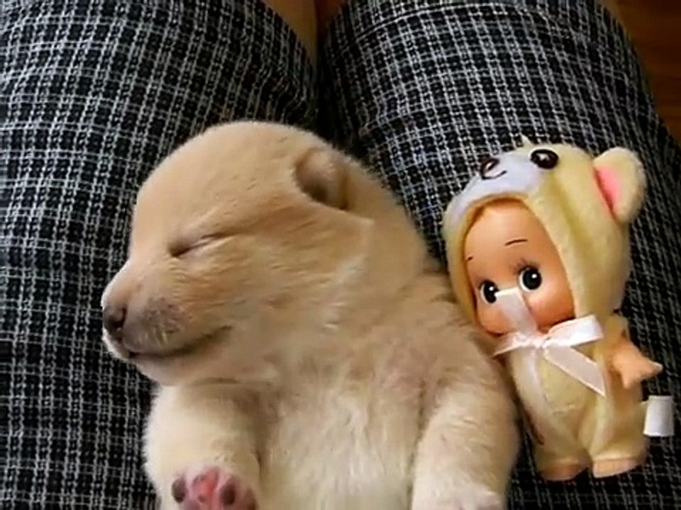 shiba inu white pupy 【超可愛い】【初公開】白柴くもくんの鳴き声