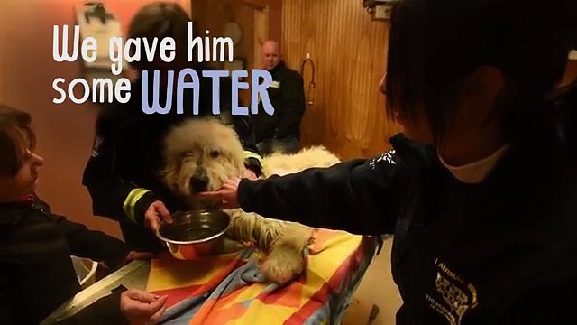 Questo cane vive all'Inferno, ma trova la forza di alzare una Zampa e chiedere AIUTO!