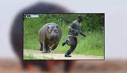 Copy of Top 5 Most Dangerous Animals