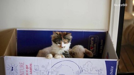 Cat and Lamb Become Best Friends, Melting Hearts Everywhere