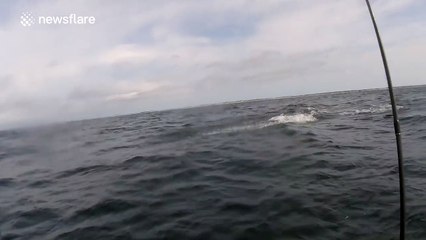 This shark can really jump