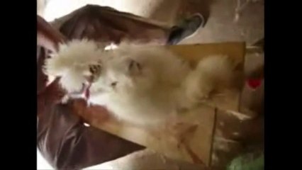 The AoT Cast Reacts to Animal Abuse