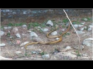 Male snakes’ deadly battle over female’s attention