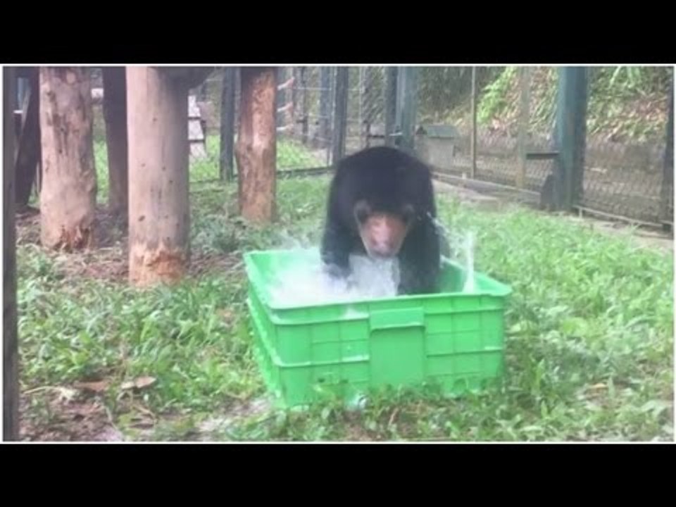 Rescued from a trafficker recently, bear cub enjoys bubble bath