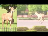 Nilgai seen in downtown Delhi