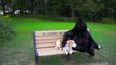 Dog Falls in Love with Stuffed Gorilla  Cute Dog Maymo
