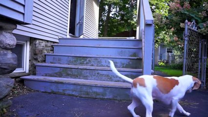 Dog Follows Laser Downtown  Cute Dog Maymo