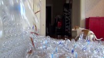 Dog Gets Christmas Tree Made of 800 Bottles  Cute Dog Maymo