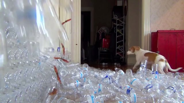 Dog Gets Christmas Tree Made of 800 Bottles Cute Dog Maymo