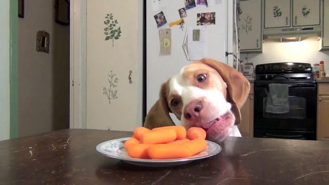 Dog & Puppy Steal Carrots off the Kitchen Table Cute Dog Maymo & Puppy Penny