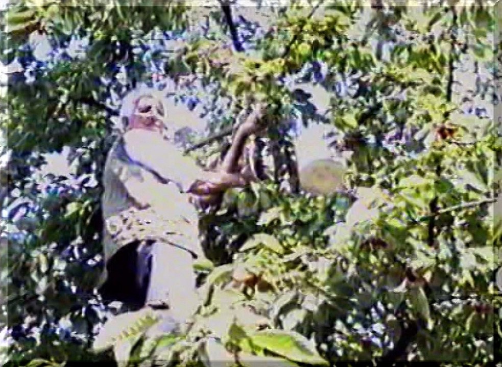 emDOM2 - haslama 2004