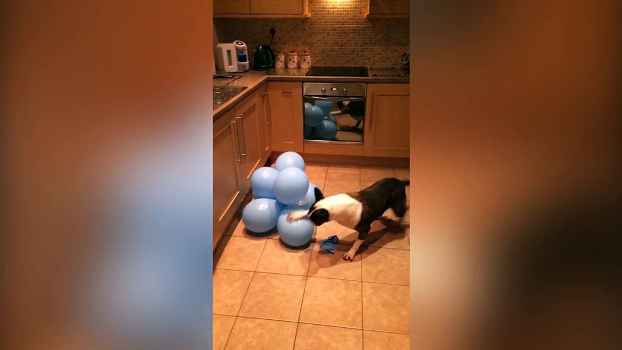 Dog absolutely loves to pop balloons - Very Funny