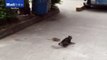 very  Funny hahahaha video shows cat who was scared of a rat