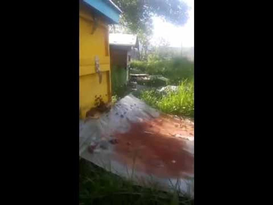 Bees back Home