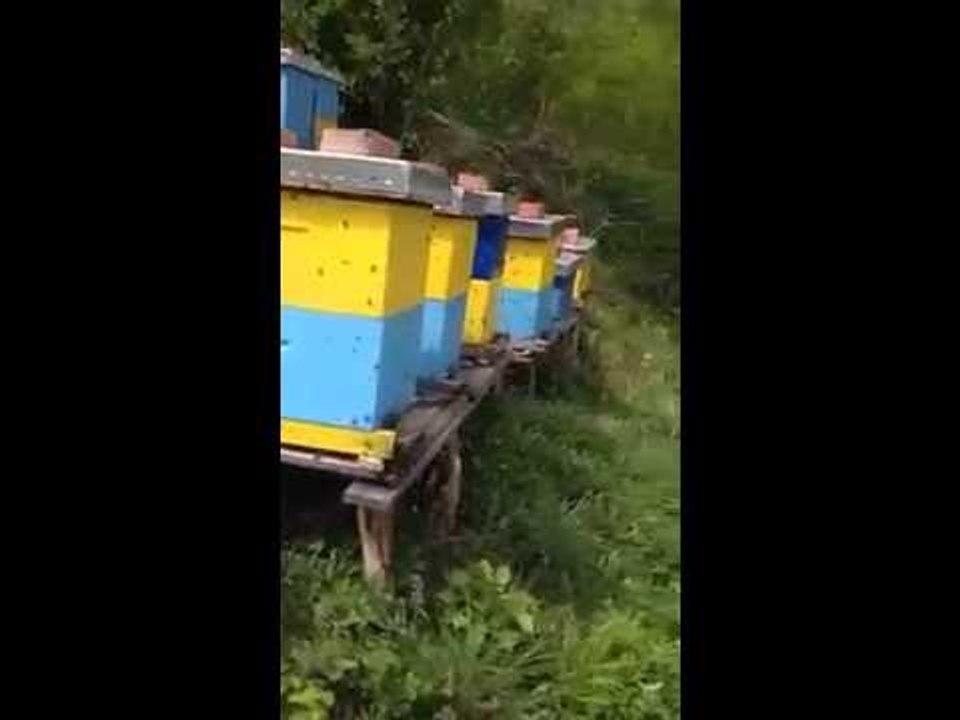 Bees everday in work