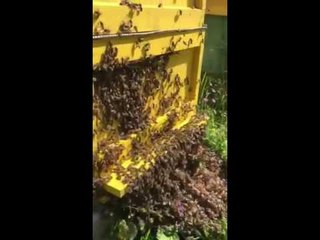 Bees in hot day