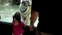 Tiger Wants To Play With Little Girl At The Zoo