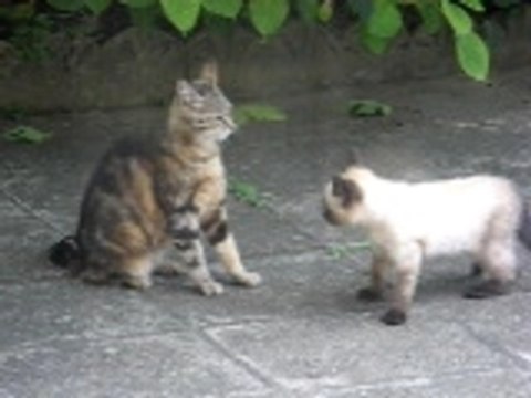 7 juillet 2007 nouveaux visiteurs 005