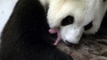 Le Bébé Panda De Pairi Daiza Dans Les Bras De Sa Maman : Un Moment Sensationnel