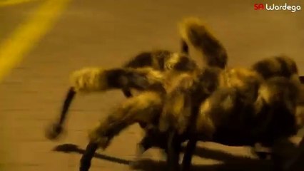 Il déguise son chien en araignée géante pour effrayer les passants la nuit !