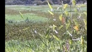 LAGO AZUL PREOCUPA MORADORES DE CONCEIÇÃO DO PARÁ 20 06 2015