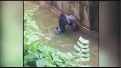 Breaking: No charges filed against mom in Cincinnati Zoo case