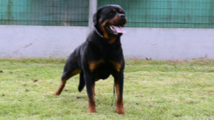 Cody Von Der Ava-Forst