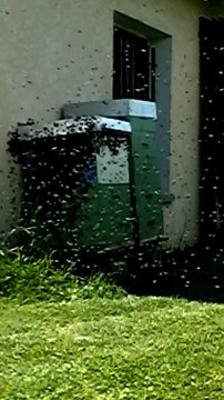 Arrivée essaim d'abeilles