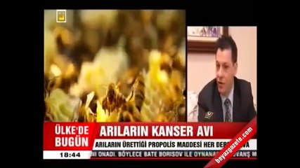 Propolisin Kansere Etkisi - Arıların Kanserle Savaşı