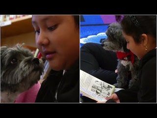 How therapy dogs are helping immigrant kids to read better
