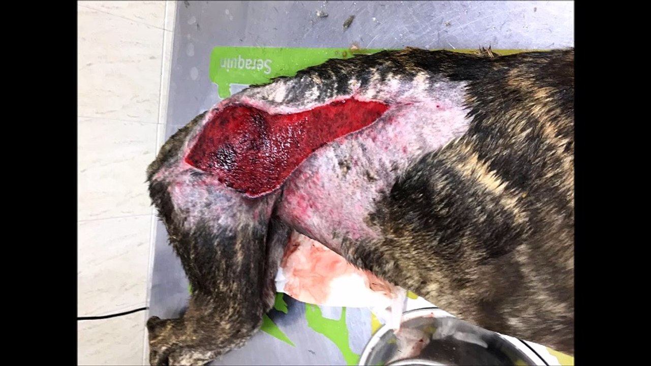 keyla-un-amour-de-galga-galgos-112