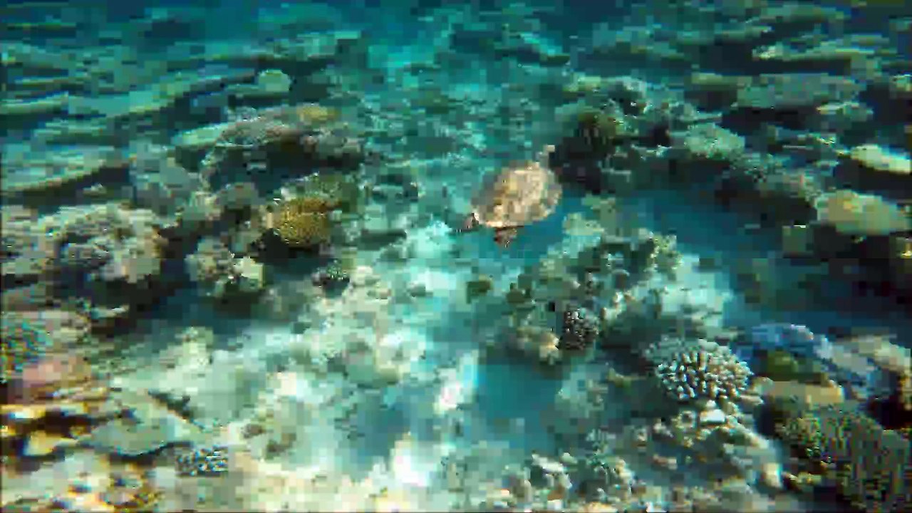 maldives 2016 for d