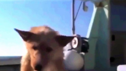 Animal Feelings Dolphin Help to Safe Dog HD