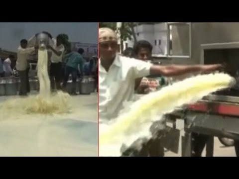 Hundreds of litres of milk go down the drain