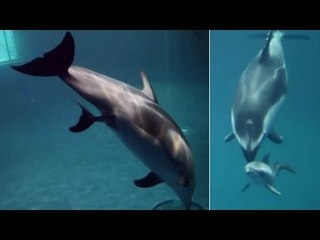 Heartwarming footage of a dolphin Birth at Zoo