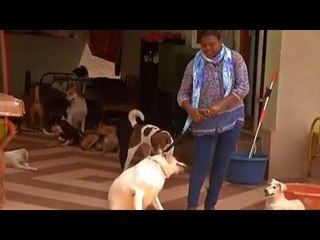 Meet a woman with 43 dogs