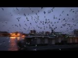 LED-lit pigeons are illuminating NY skies