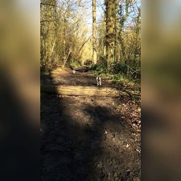 Quand un chien essaye de sauter aussi loin