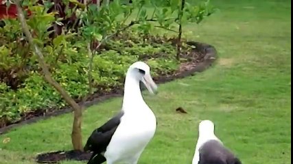 C.A-Kuşların Dansı