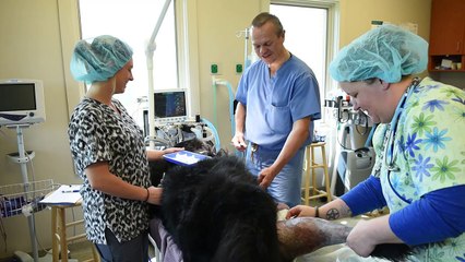 Welcome to Randall Road Animal Hospital