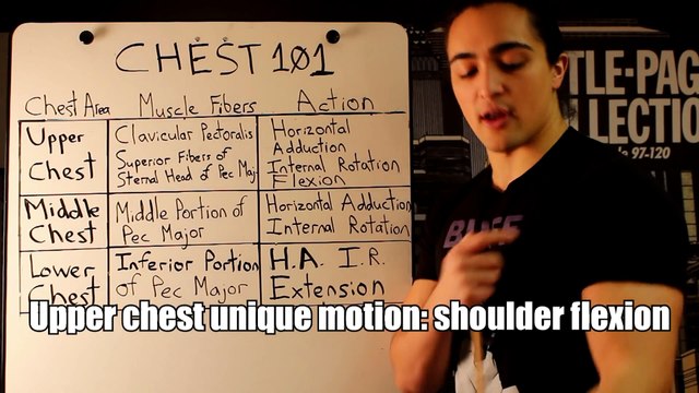 Growing a Bodybuilder Chest Anatomy and Biomechanics