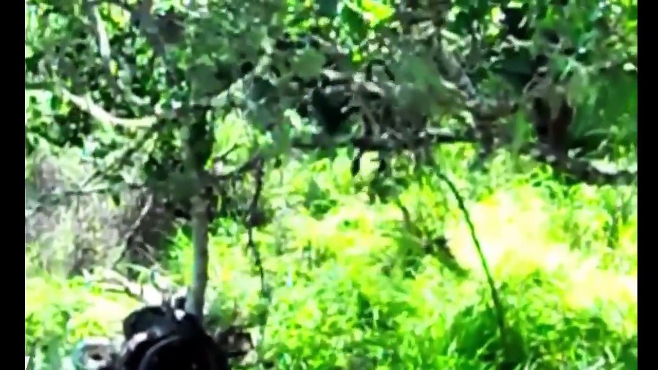 Biggest Animals Fight Ever | Anaconda Vs Baboon Vs Gorilla