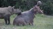 Rhinoceros attackking Hippopotamus
