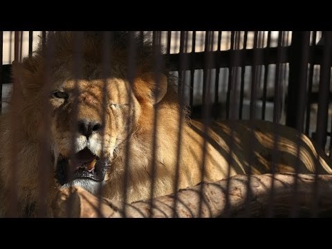 Abused circus lions on the path to freedom