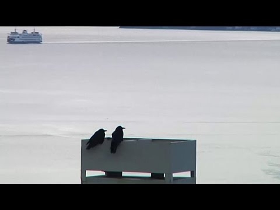 Striking similarity between humans and crows